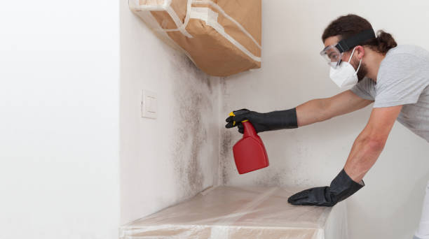 Professional Basement Mold Remediation technician working in Point Pleasant Beach, NJ
