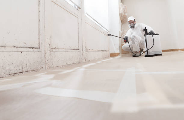 24/7 Emergency Basement Mold Remediation experts in Point Pleasant Beach, NJ