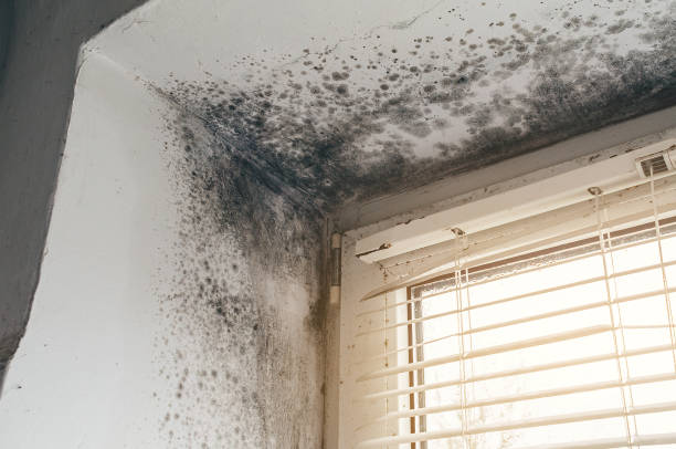 Affordable Basement Mold Remediation solutions in Point Pleasant Beach, NJ